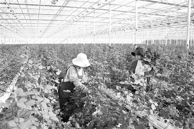 甘肃兰州新区现代农业示范园推行数字化 智慧科技让蔬菜种植“四季常青”
