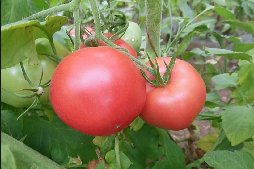 让番茄新品种 更有“番茄味”山东筛选出15个新品种